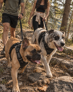 Wayloa Anti-Pull Dog Harness